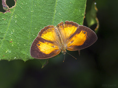 Mycalesis anapita