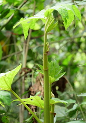 Begonia parviflora