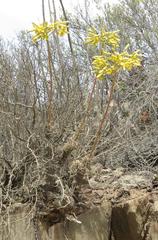 Tylecodon cacalioides