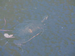 Pseudemys peninsularis