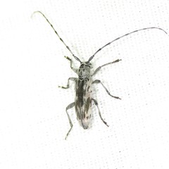 Tigrinestola tigrina