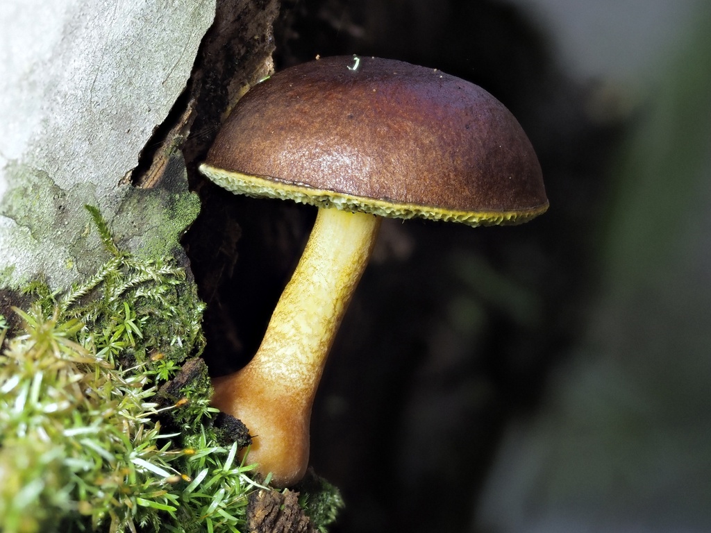Pulchroboletus sp. 'FL01'