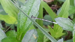 Agriocnemis pieris