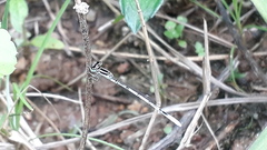Agriocnemis pieris