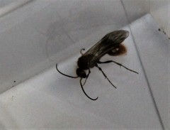 Sphaeropthalma unicolor