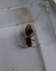 Sphaeropthalma unicolor