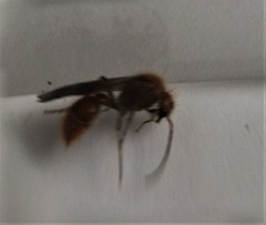 Sphaeropthalma unicolor