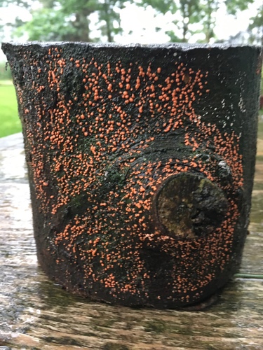 Paprastasis Raudonspuogis nuotrauka