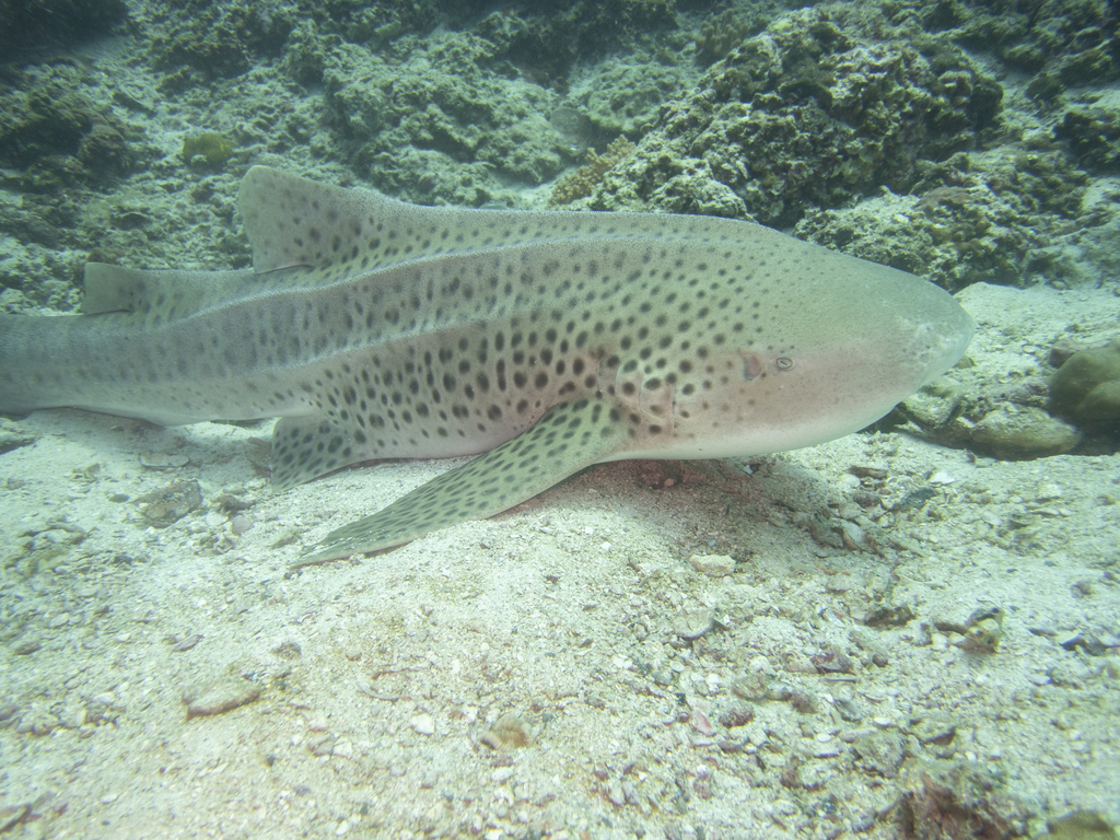 Zebra shark resting on sandy reef floor, spotted body and ridges