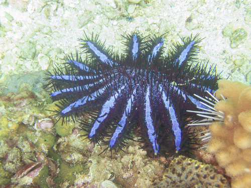 Photo of Crown-of-thorns starfish (Acanthaster planci)