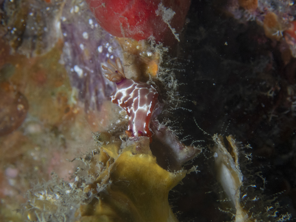 Hypselodoris iacula