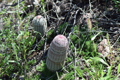 Echinocereus pectinatus rutowiorum