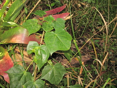 Jatropha gaumeri