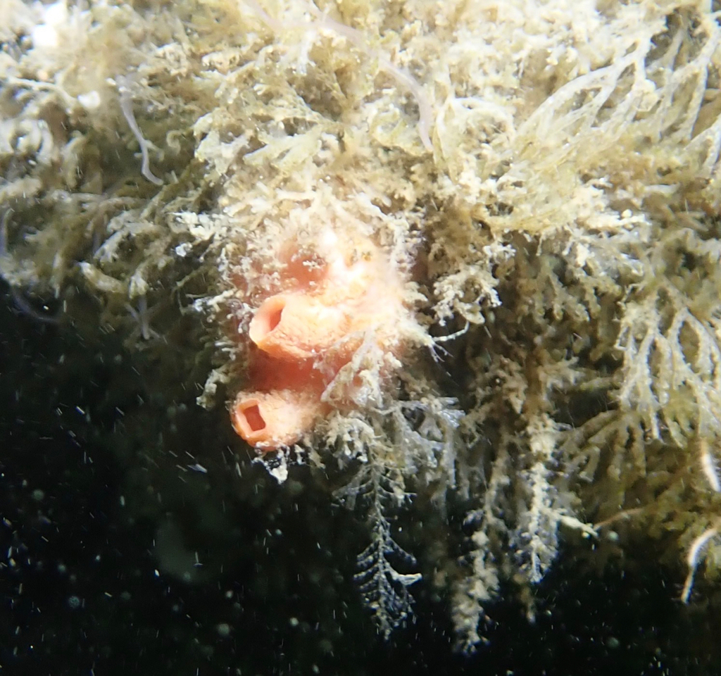 Styela gibbsii
