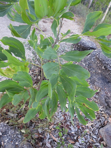 clothes peg tree (Grevillea decurrens)