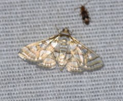 Pseudopyrausta santatalis