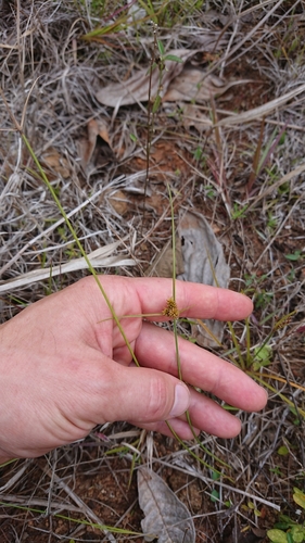 Cyperus polystachyos iNat (1)