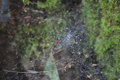 Aglaoctenus castaneus