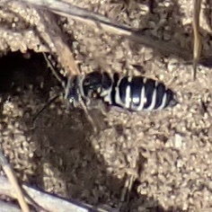 Sumac Cellophane-Cuckoo photo 2