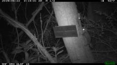 Glaucomys oregonensis