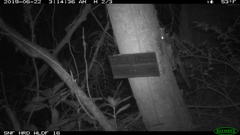 Glaucomys oregonensis