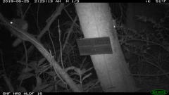 Glaucomys oregonensis