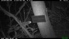 Glaucomys oregonensis