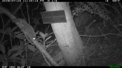 Glaucomys oregonensis