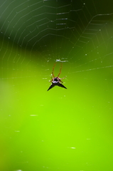 Micrathena raimondi