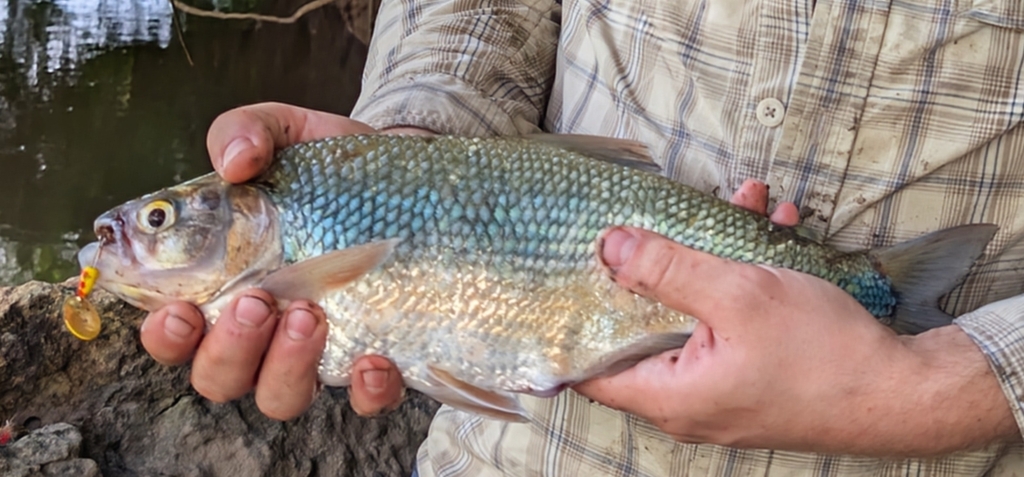 Machaca (Brycon guatemalensis) — Bryconidae
