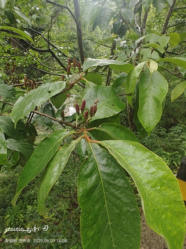 Alniphyllum fortunei observed 2025-06-09