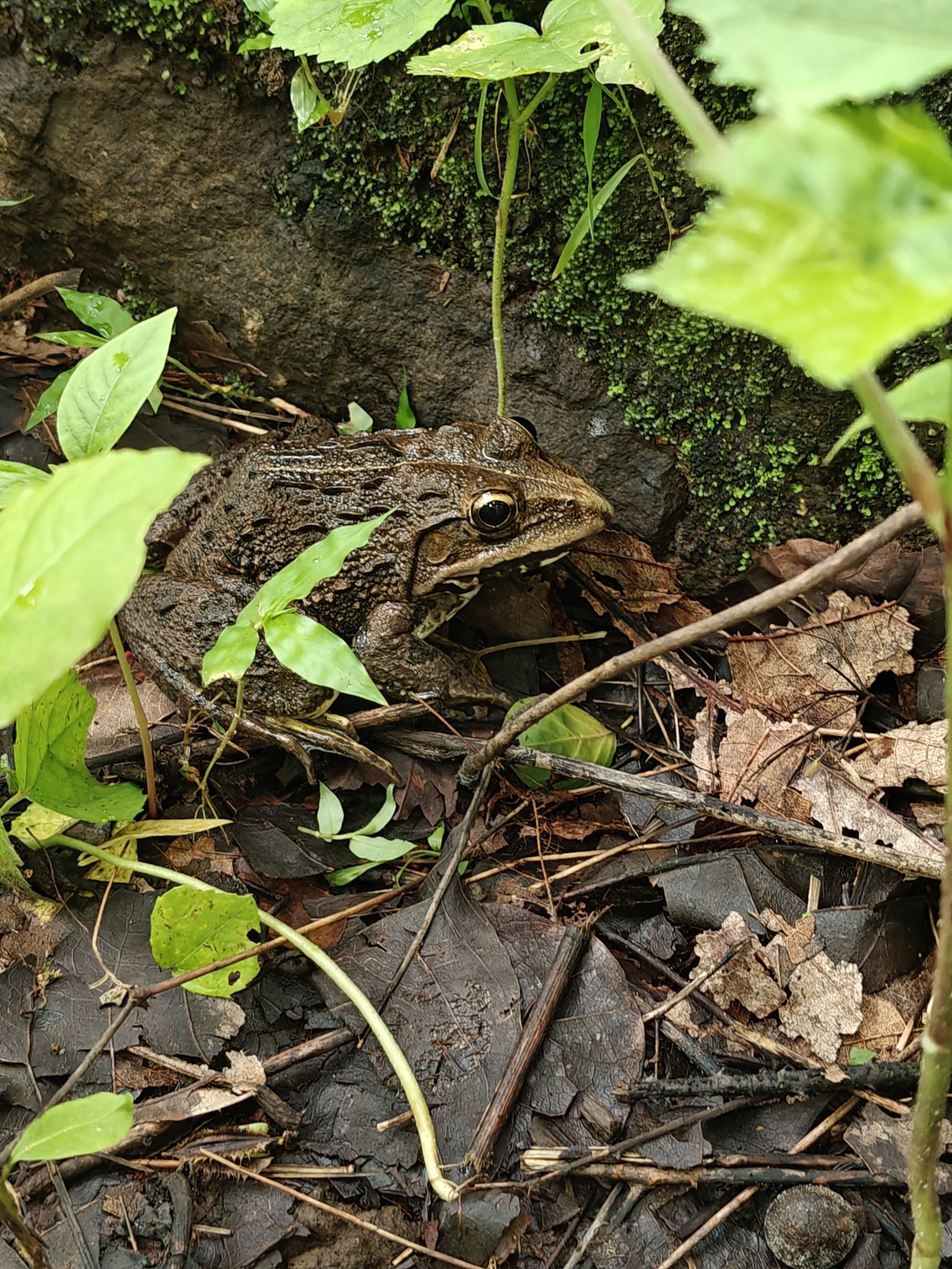 Indian Bull Frog