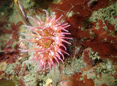 Urticina mcpeaki