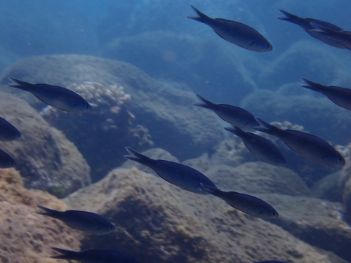 Photo of Swallowdart Damselfish (Azurina hirundo)