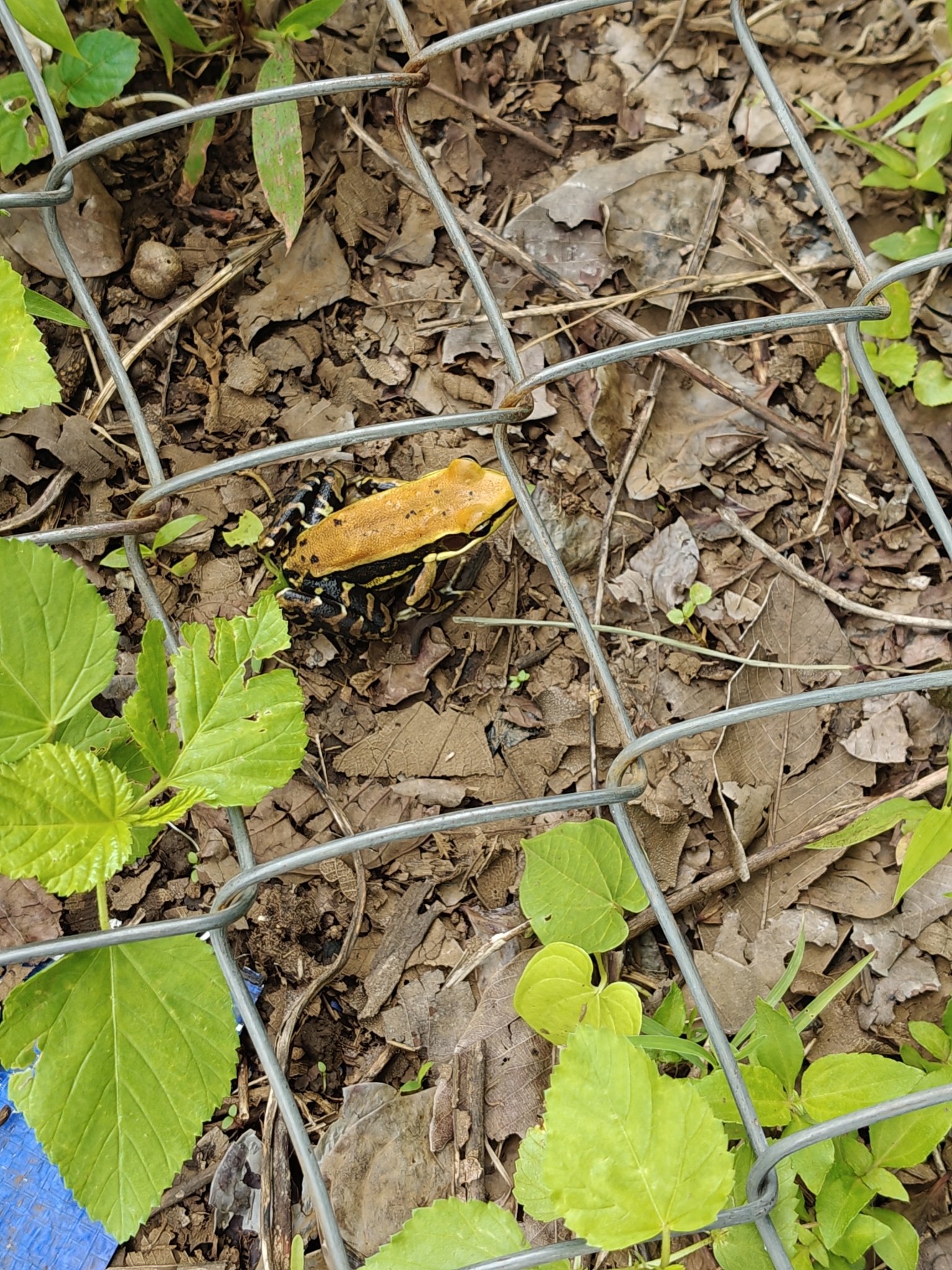 Wide-Range Fungoid Frog