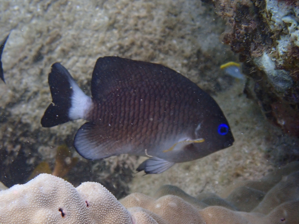 Photo of White-tailed Damselfish (Stegastes leucorus)