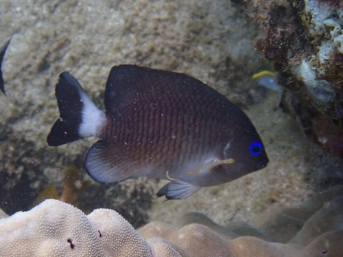 Whitetail gregory (Stegastes leucorus) — Pomacentridae