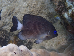 Whitetail Damselfish photo 2