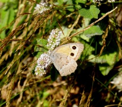 Hyponephele lycaon