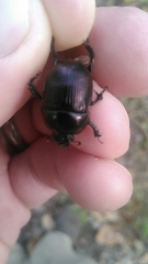 Geotrupes splendidus