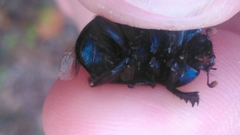 Geotrupes splendidus