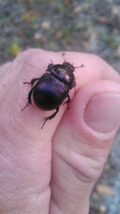 Geotrupes splendidus