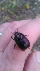 Geotrupes splendidus