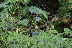 Piranga erythrocephala