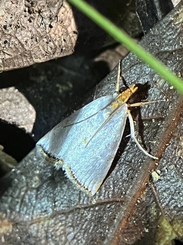 Mother-of-Pearl Moth photo 3