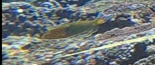 Sunset Wrasse