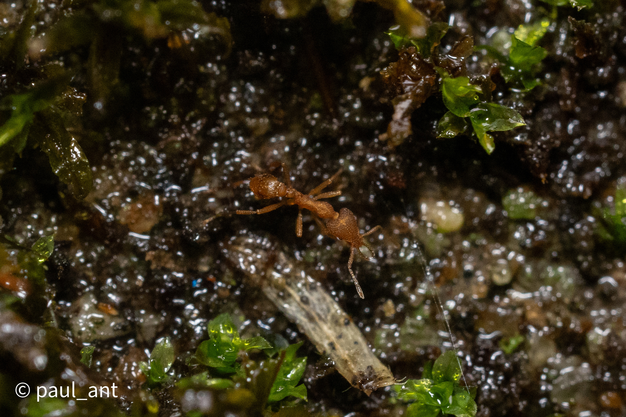 Strumigenys thanikkudyensis