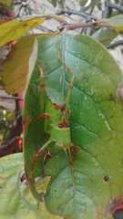 Stilpnochlora thoracica