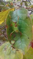 Stilpnochlora thoracica