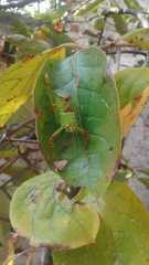 Stilpnochlora thoracica